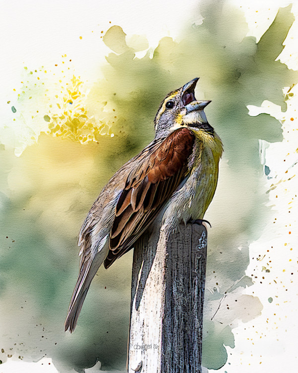 Eastern Meadowlark by David Whited, Image 1.