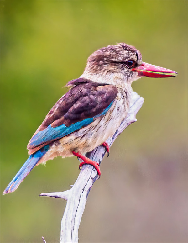 Brown-hooded Kingfisher, South Africa by David Whited