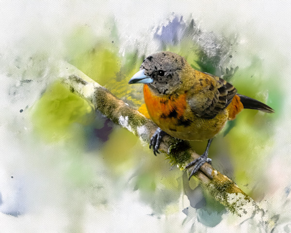 Scarlet-rumped Tanager Female by David Whited