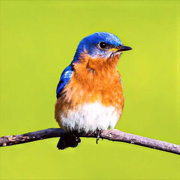 Eastern Bluebird by David Whited