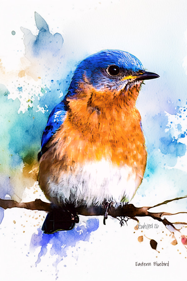 Eastern Bluebird by David Whited