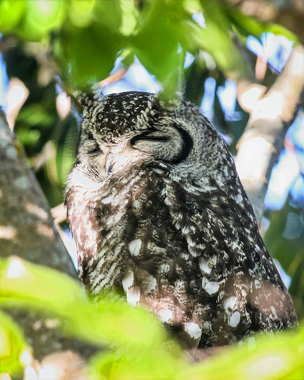 Spotted Eagle-Owl, South Africa by David Whited