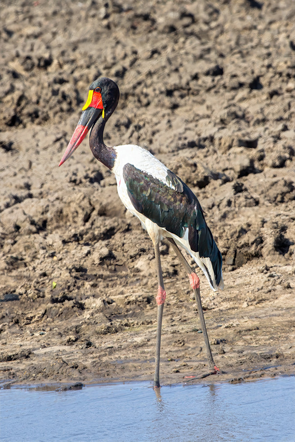 Saddle-billed Stork, South Africa by David Whited