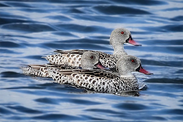 Cape teal, South Africa by David Whited