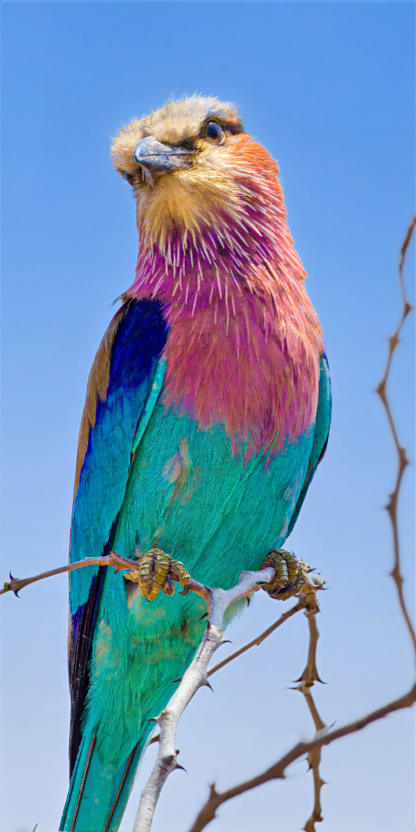 Lilac-breasted Roller, South Africa by David Whited