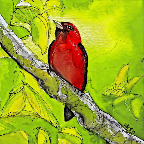 Scarlet Tanager by David Whited