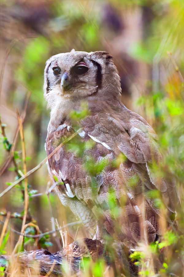 Verreaux's eagle-owl, South Africa by David Whited