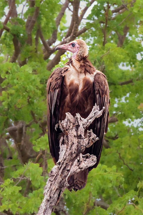 Hooded Vulture, South Africa by David Whited
