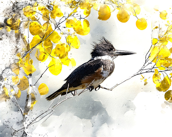 Belted Kingfisher Female by David Whited
