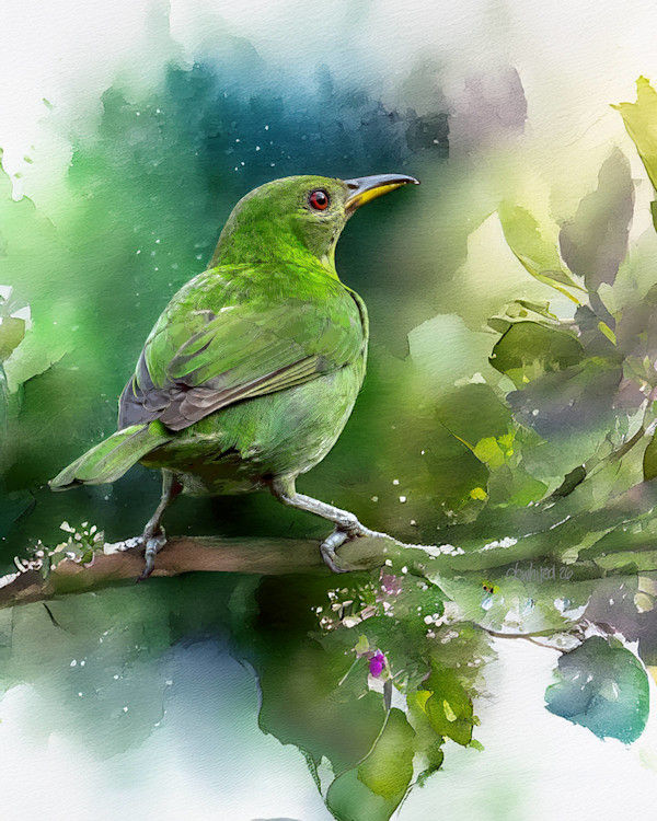 Female Green Honeycreeper, Costa Rica by David Whited, Image 1.