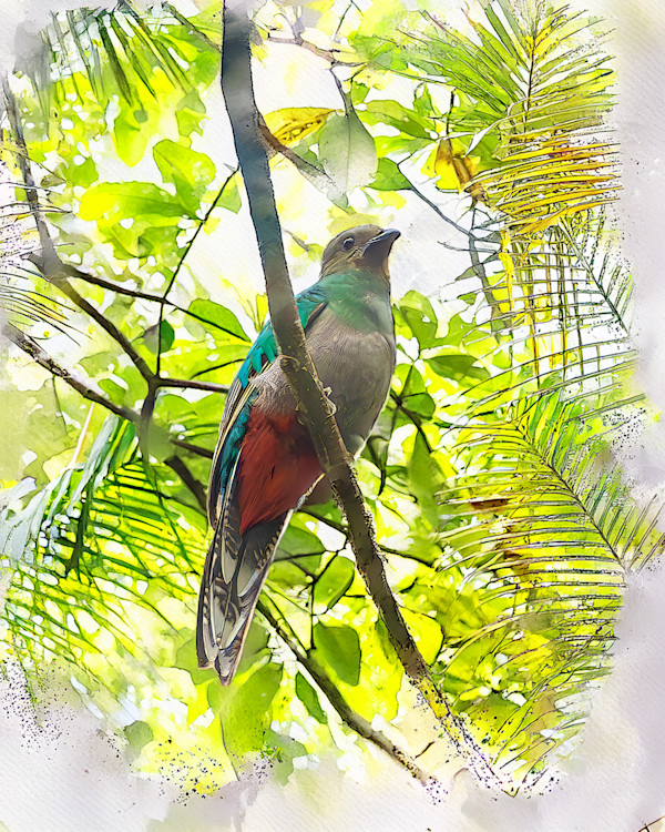 Resplendent Quetzal Female, Costa Rica by David Whited, Image 1.
