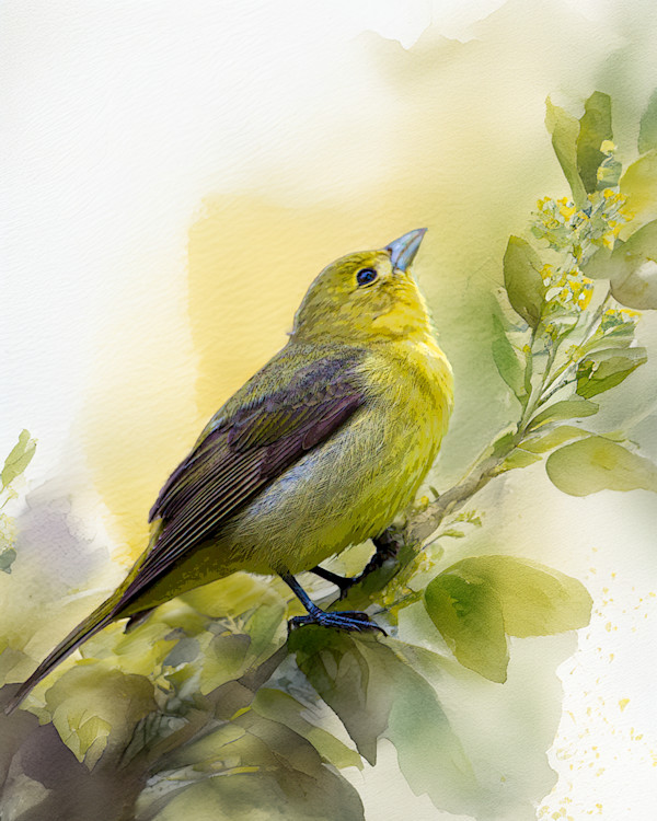 Scarlet Tanager Female by David Whited