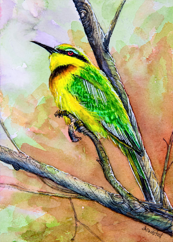 Little Bee-Eater, South Africa by David Whited
