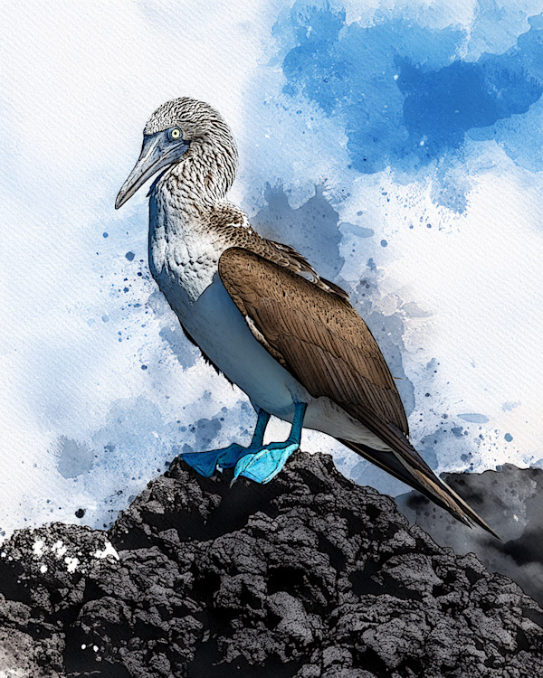 Blue-Footed Booby, Golapagos by David Whited, Image 1.