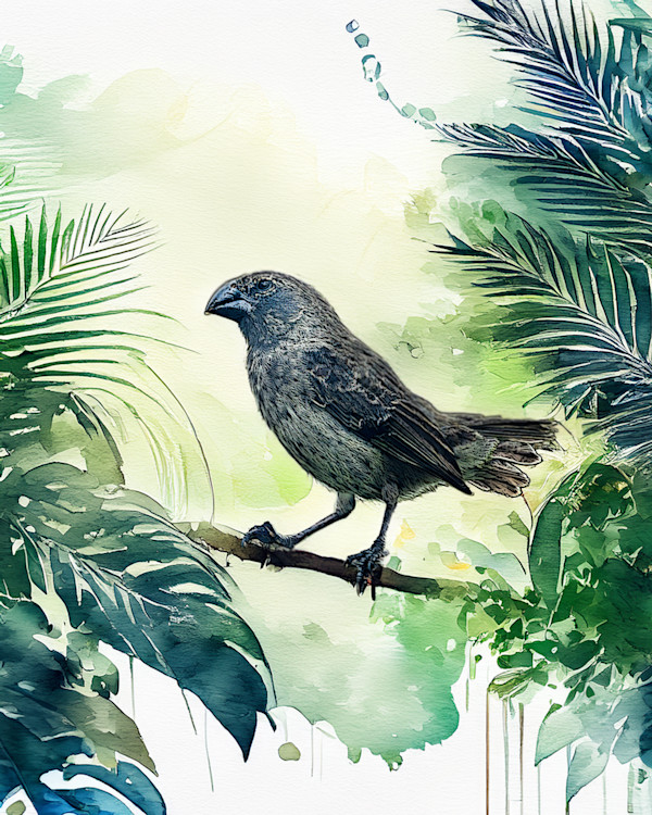 Galapagos Large Ground Finch by David Whited, Image 1.