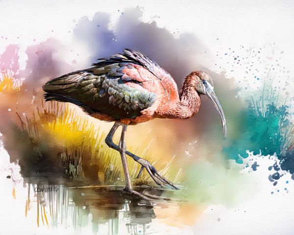 Glossy Ibis by David Whited, Image 1.