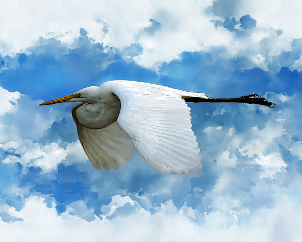 Great Egret in flight by David Whited, Image 1.