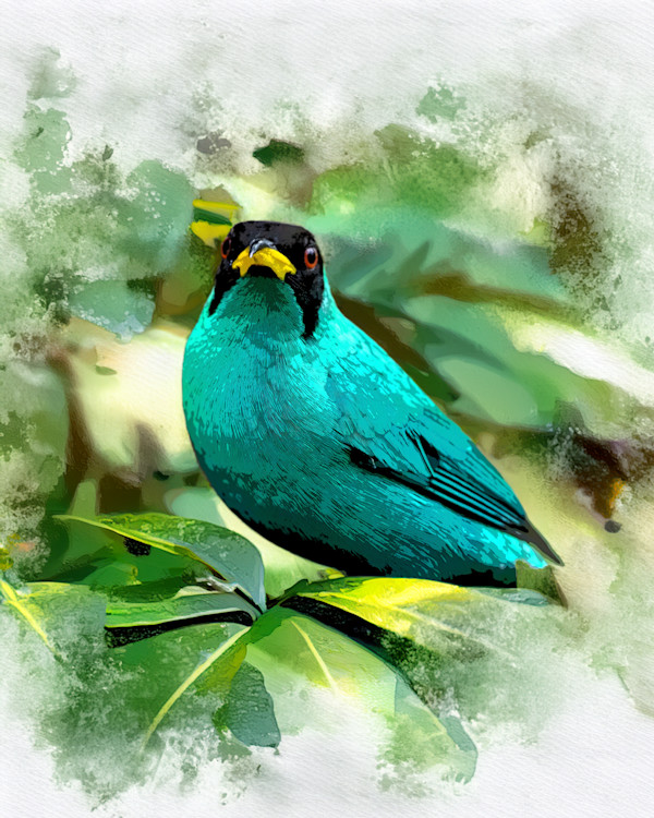 Green Honeycreeper, Costa Rica by David Whited