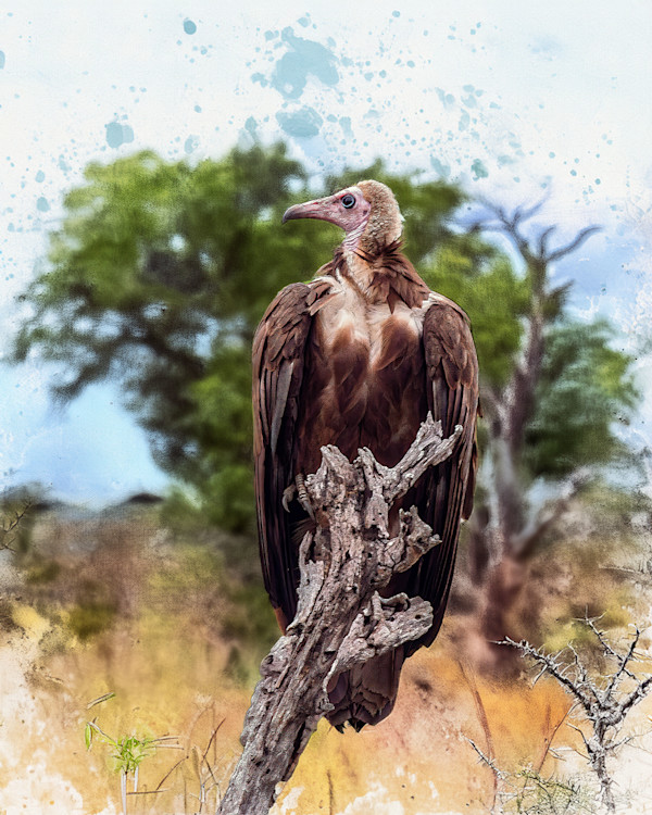 Hooded Vulture, South Africa by David Whited
