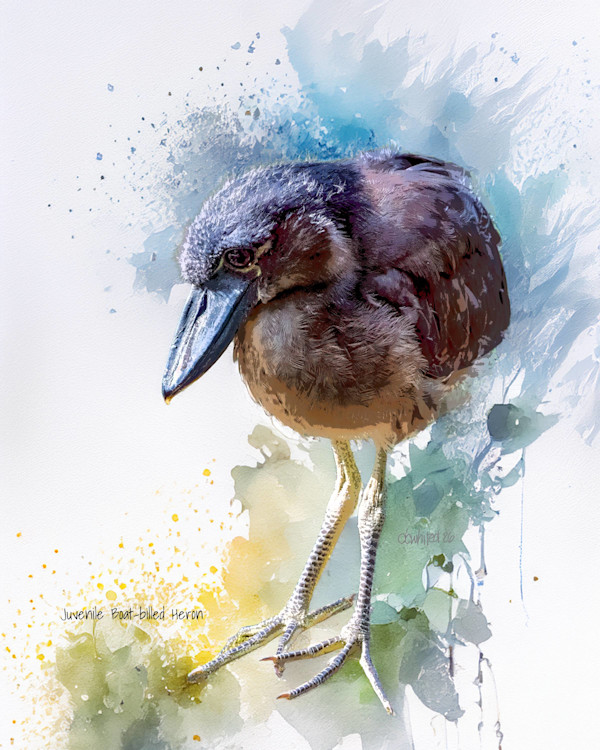 Juvenile Boat-billed Heron, Costa Rica by David Whited, Image 1.