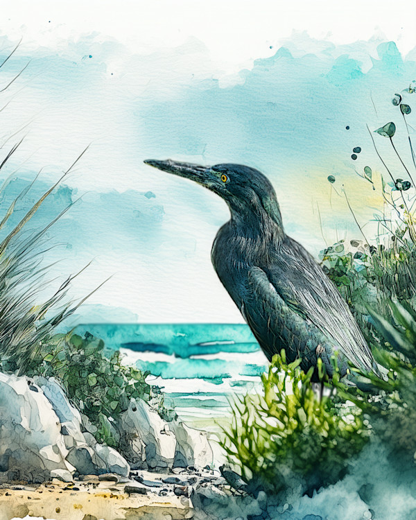 Lava Heron, Galapagos by David Whited, Image 1.