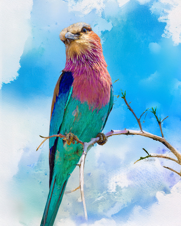 Lilac-breasted Roller, South Africa by David Whited, Image 1.