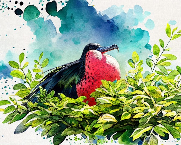 Magnificant Frigatebird, Galapagos by David Whited, Image 1.