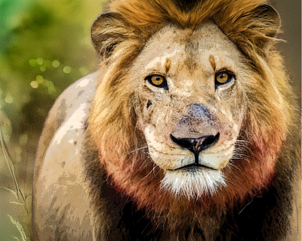 Male African Lion on the lookout by David Whited, Image 1.