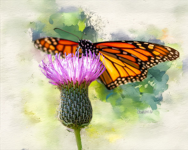 Monarch butterfly enjoying a purple thistle flower by David Whited, Image 1.