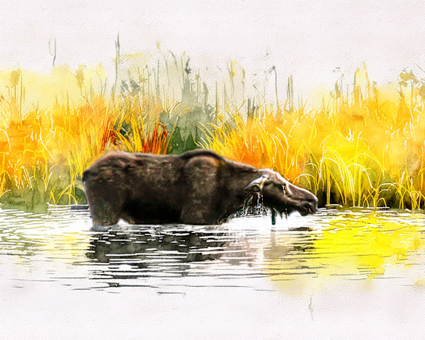 Moose Bathing in Yellowstone National Park by David Whited, Image 1.