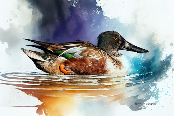 Northern Shoveler by David Whited