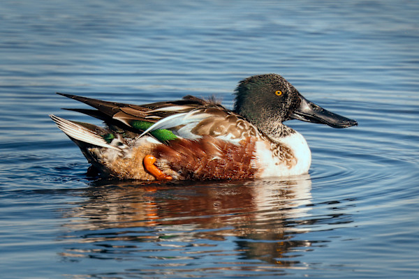 Northern shoveler male, Merrit Island National Wildlife Preserve, Florida, USA by David Whited