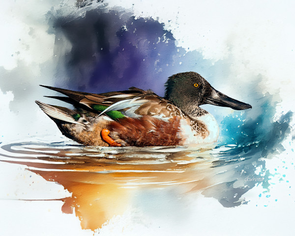 Northern Shoveler by David Whited, Image 1.