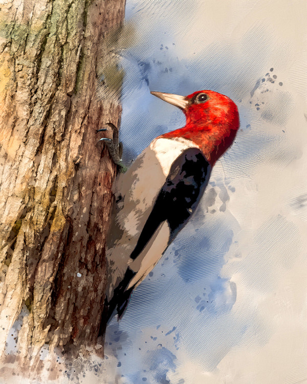 Red-headed Woodpecker by David Whited