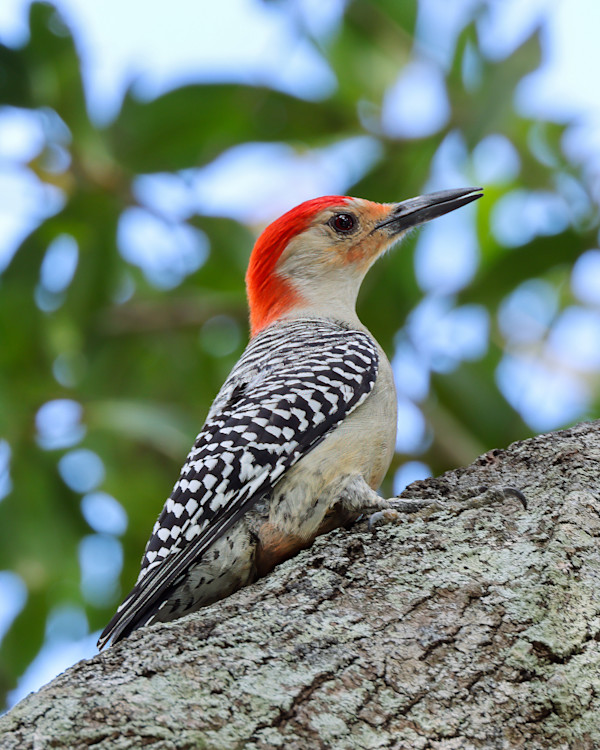 Red-bellied woodpecker, Venice, Florida, USA by David Whited