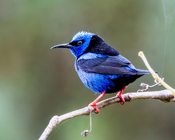 Red-legged honeycreeper, Costa Rica by David Whited