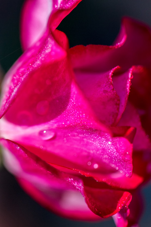 Dark pink rose with water droplets on its petals by David Whited