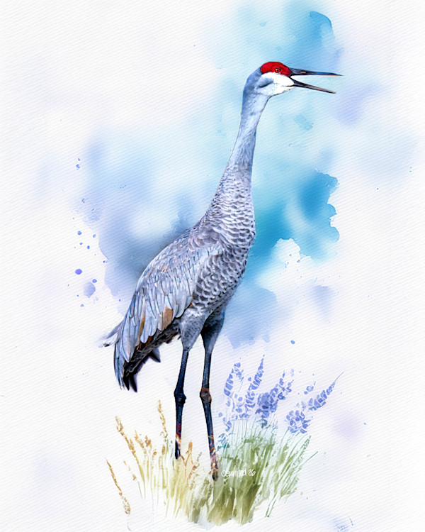 Sandhill Crane by David Whited, Image 1.
