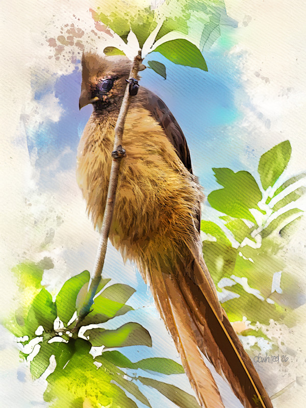 Speckled Mousebird, South Africa by David Whited, Image 1.