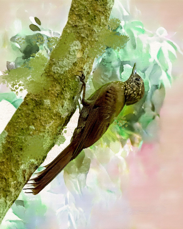 Spotted Woodcreeper, Costa Rica by David Whited, Image 1.