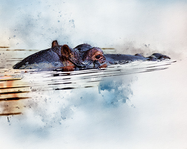 Submerged Hippopotamus by David Whited, Image 1.