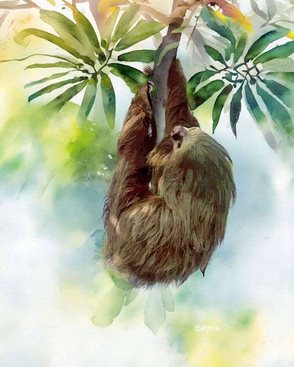 Two-toed Sloth, Costa Rica by David Whited, Image 1.
