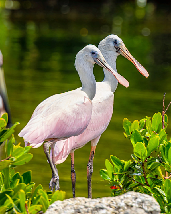 Immature roseate spoonbill pair,  Robert's Bay, Florida, USA by David Whited