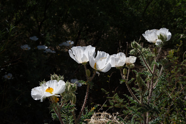 Crested prickly poppy by David Whited