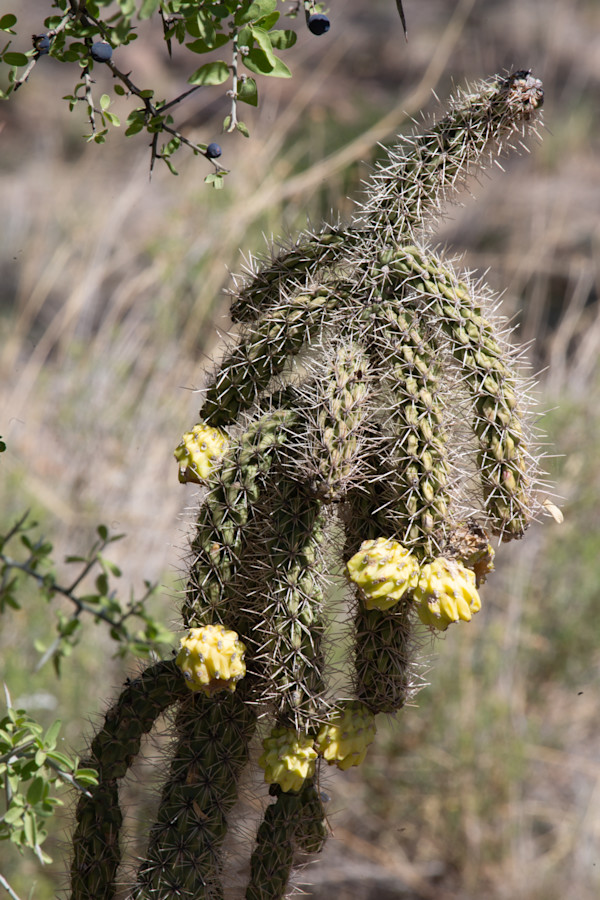 Cane cholla cactus by David Whited