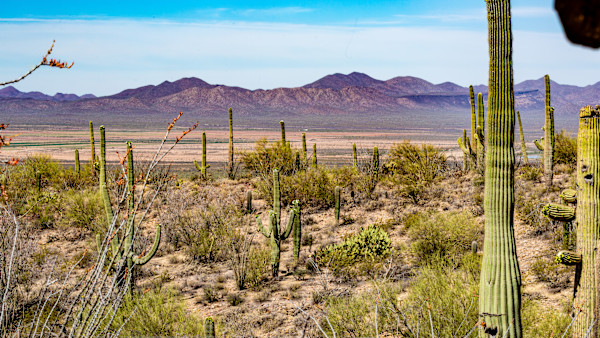 Sonoran desert, Southern Arizona, USA by David Whited
