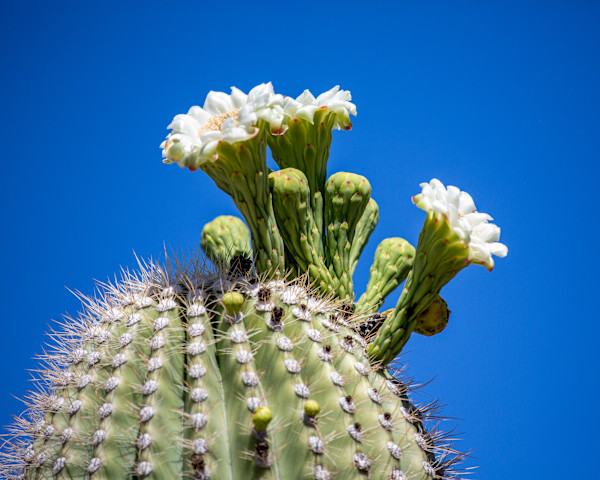 flowers of a saguaro cactus by David Whited