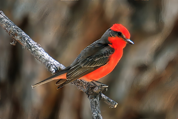 Vermilion flycatcher, Madera Canyon, Arizona, USA by David Whited