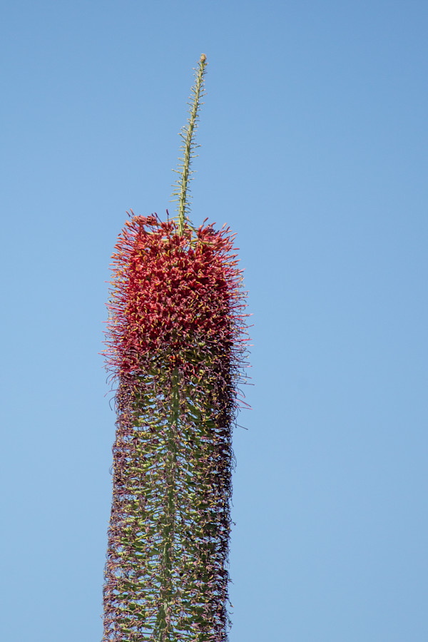 Flower stalk of an Agave pelona plant by David Whited