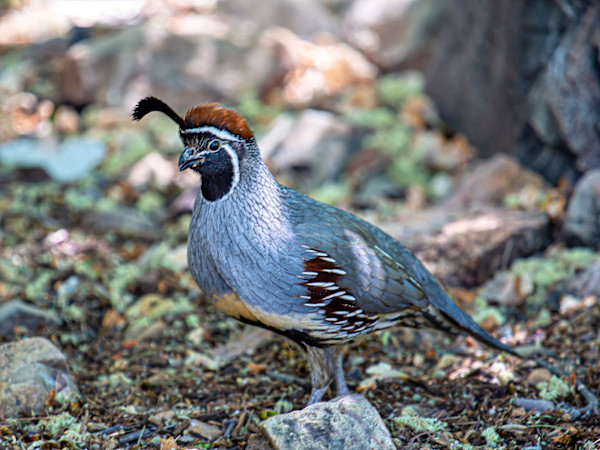 Gambel's quail, southern Arizona, USA by David Whited